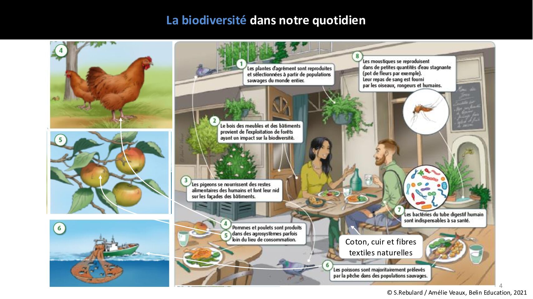 Biodiversite-quotidien_Samuel Rebulard_Prez_FuturaMobility-300625