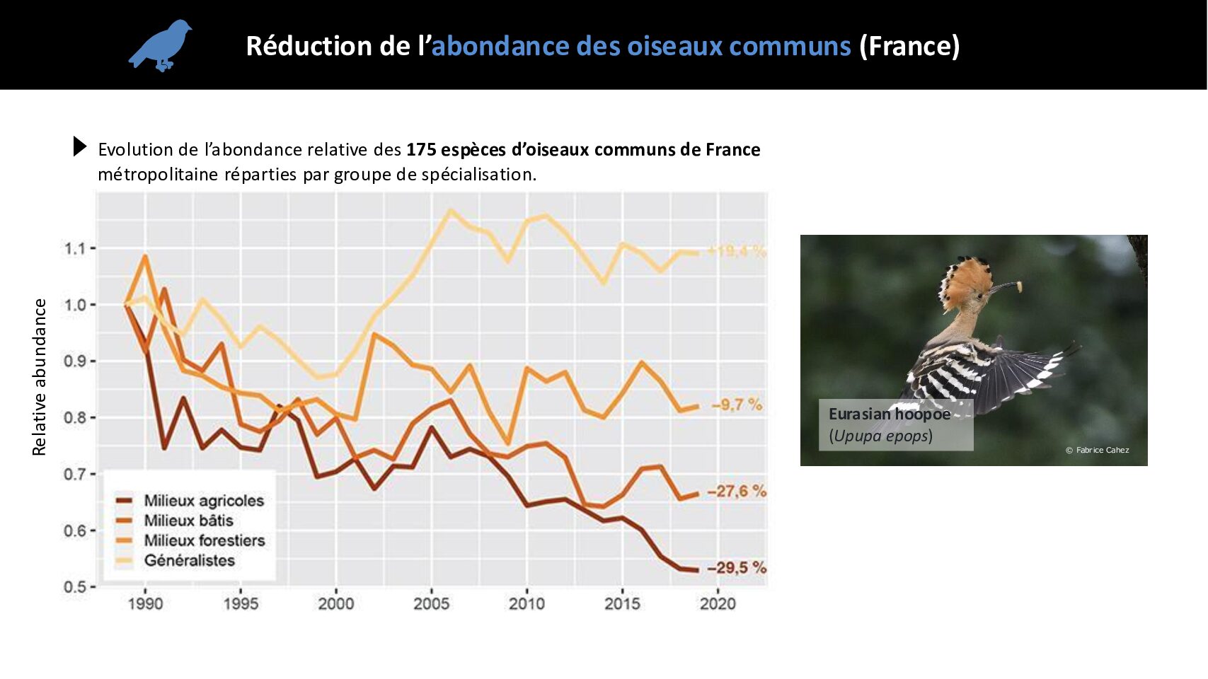 Reduction-abondance-oiseaux_Samuel Rebulard_Prez_FuturaMobility-300625