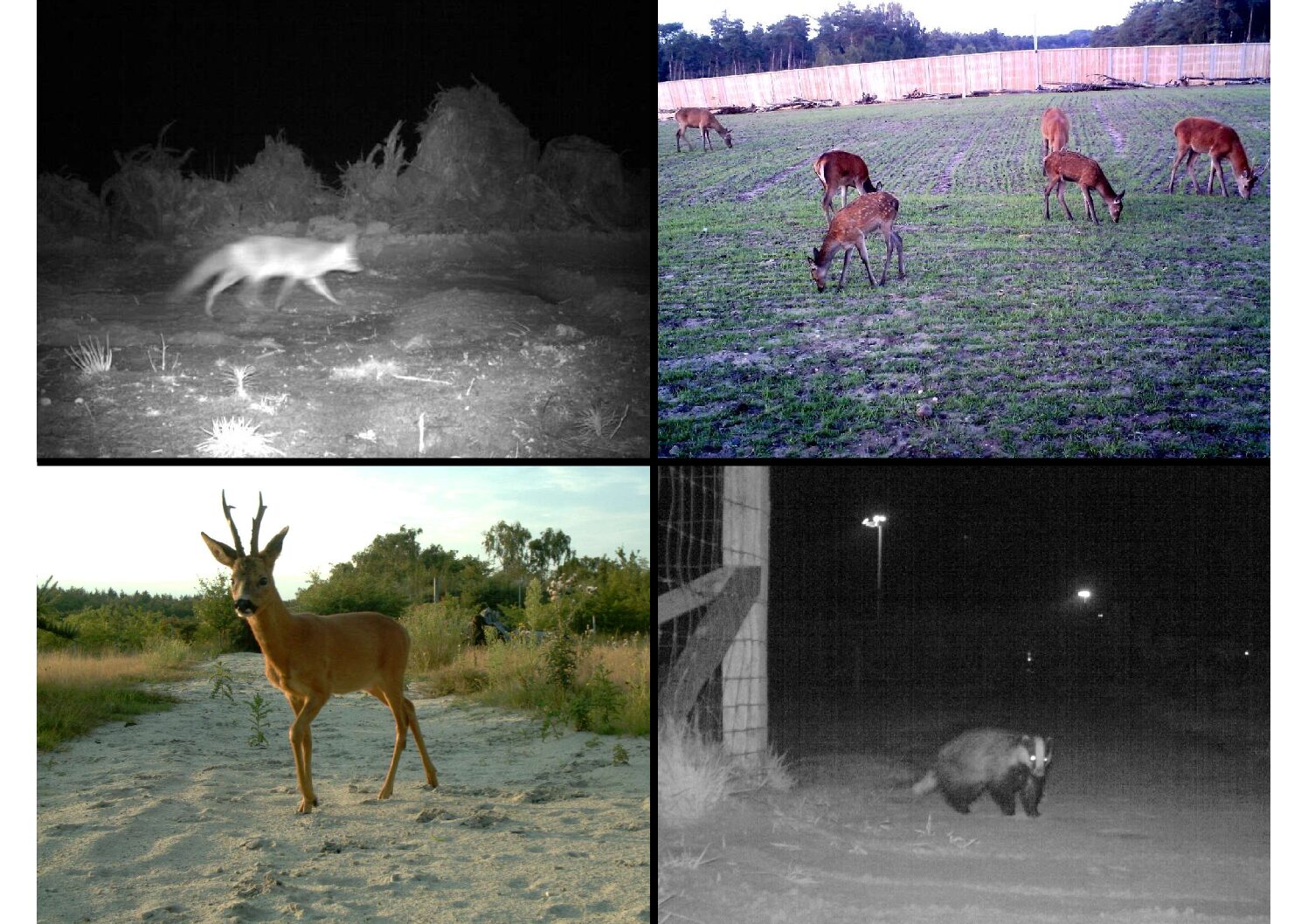 Wildlife photos-Edgard Van der Grift_21 May 2025